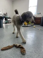 Nancy, a female Poodle - Standard  for sale in West Haven, CT – Photo 5 of 10