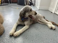 Nancy, a female Poodle - Standard  for sale in West Haven, CT – Photo 7 of 10