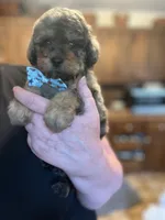 Falkner, a male Miniature Goldendoodle for sale in West Haven, CT – 2 of 10