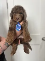 Thomas - large mini, a male Miniature Goldendoodle for sale in West Haven, CT – 5 of 10