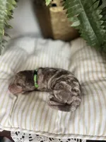 Red - large mini, a male Miniature Goldendoodle for sale in West Haven, CT – 7 of 9