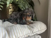 Falkner, a male Miniature Goldendoodle for sale in West Haven, CT – 8 of 10