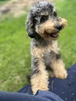 Falkner LOVES kids, a male Miniature Goldendoodle for sale in West Haven, CT – 9 of 10