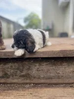 Meadow, a female Miniature Goldendoodle for sale in West Haven, CT – 5 of 8