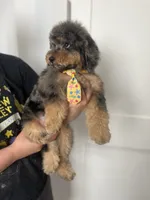 Falkner, a male Miniature Goldendoodle for sale in West Haven, CT – 2 of 10