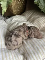 John - large mini, a male Miniature Goldendoodle for sale in West Haven, CT – 3 of 5