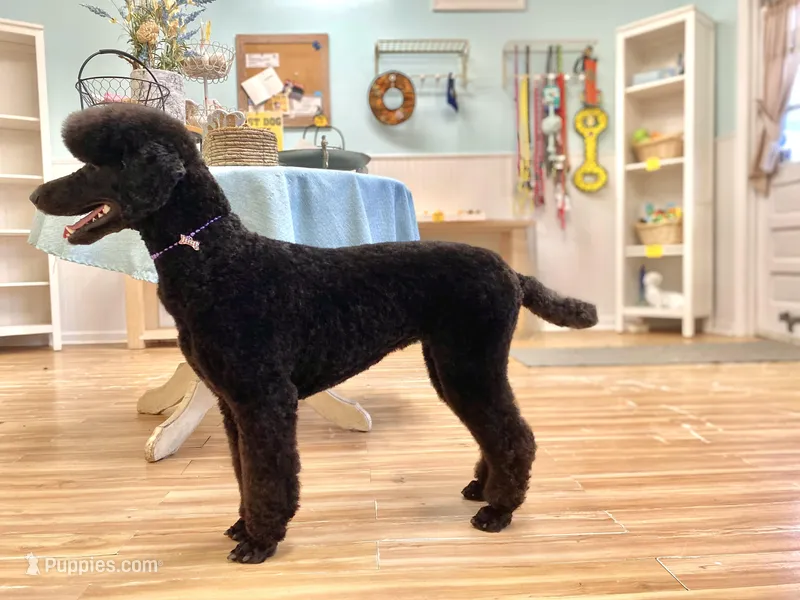 Buffy, a female Poodle - Standard  for sale in West Haven, CT – Photo 1 of 10