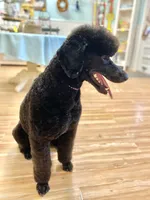 Buffy, a female Poodle - Standard  for sale in West Haven, CT – Photo 8 of 10
