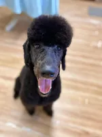 Buffy, a female Poodle - Standard  for sale in West Haven, CT – Photo 6 of 10