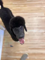 Buffy, a female Poodle - Standard  for sale in West Haven, CT – Photo 4 of 10