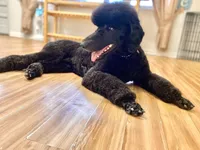 Buffy, a female Poodle - Standard  for sale in West Haven, CT – Photo 3 of 10