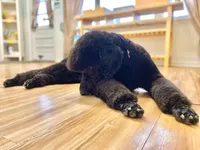 Buffy, a female Poodle - Standard  for sale in West Haven, CT – Photo 9 of 10