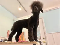 Buffy, a female Poodle - Standard  for sale in West Haven, CT – Photo 5 of 10