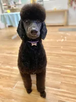 Buffy, a female Poodle - Standard  for sale in West Haven, CT – Photo 10 of 10