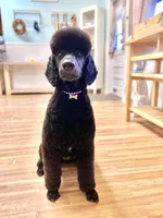 Buffy, a female Poodle - Standard  for sale in West Haven, CT – Photo 2 of 10