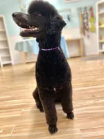 Buffy, a female Poodle - Standard  for sale in West Haven, CT – Photo 7 of 10