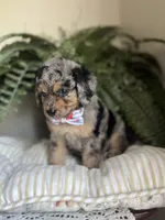 Brawly, a male Miniature Goldendoodle for sale in West Haven, CT – 9 of 10