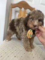 Red, a male Miniature Goldendoodle for sale in West Haven, CT – 4 of 10