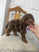 John - large mini, a male Miniature Goldendoodle for sale in West Haven, CT – 8 of 10