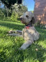 Lorikeet, a female Goldendoodle for sale in West Haven, CT – 7 of 10