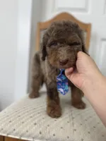 Thomas - large mini, a male Miniature Goldendoodle for sale in West Haven, CT – 2 of 10
