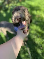 Egret, a female Goldendoodle for sale in West Haven, CT – 5 of 10