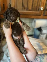 Byron, a male Miniature Goldendoodle for sale in West Haven, CT – 7 of 10