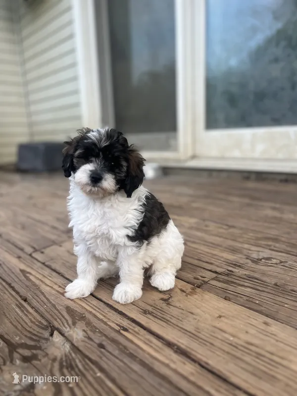 Meadow – Miniature Goldendoodle puppy for sale in West Haven, CT