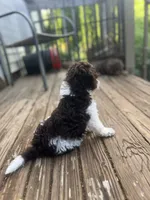 Bear, a male Miniature Goldendoodle for sale in West Haven, CT – 8 of 10