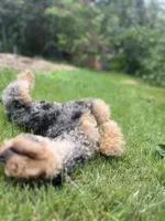 Falkner LOVES kids, a male Miniature Goldendoodle for sale in West Haven, CT – 3 of 10