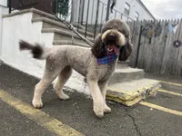 Cipher - F1bb, a female Goldendoodle for sale in West Haven, CT – Photo 5 of 10