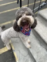 Cipher - F1bb, a female Goldendoodle for sale in West Haven, CT – Photo 2 of 10