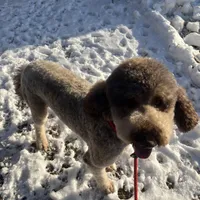 Cipher - F1bb, a female Goldendoodle for sale in West Haven, CT – Photo 4 of 8