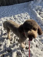 Cipher - F1bb, a female Goldendoodle for sale in West Haven, CT – Photo 4 of 8
