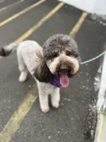 Cipher - F1bb, a female Goldendoodle for sale in West Haven, CT – Photo 7 of 10