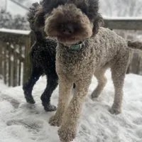 Cipher - F1bb, a female Goldendoodle for sale in West Haven, CT – Photo 8 of 8
