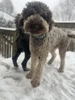 Cipher - F1bb, a female Goldendoodle for sale in West Haven, CT – Photo 8 of 8