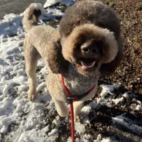 Cipher - F1bb, a female Goldendoodle for sale in West Haven, CT – Photo 3 of 8