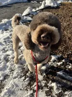 Cipher - F1bb, a female Goldendoodle for sale in West Haven, CT – Photo 3 of 8