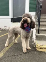 Cipher - F1bb, a female Goldendoodle for sale in West Haven, CT – Photo 8 of 10