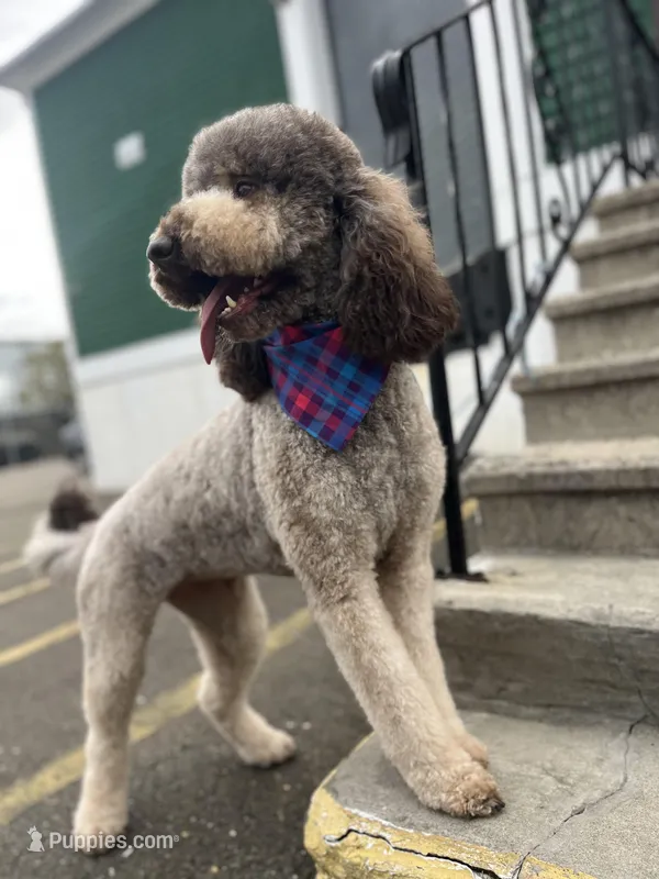 Cipher - F1bb – Goldendoodle puppy for sale in West Haven, CT