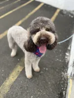 Cipher - F1bb, a female Goldendoodle for sale in West Haven, CT – Photo 4 of 10