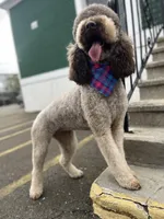 Cipher - F1bb, a female Goldendoodle for sale in West Haven, CT – Photo 10 of 10
