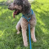 Cipher - F1bb, a female Goldendoodle for sale in West Haven, CT – Photo 6 of 8
