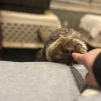 Cipher - F1bb, a female Goldendoodle for sale in West Haven, CT – Photo 7 of 8