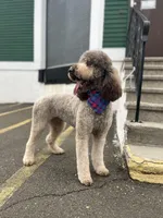 Cipher - F1bb, a female Goldendoodle for sale in West Haven, CT – Photo 6 of 10