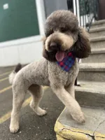 Cipher - F1bb, a female Goldendoodle for sale in West Haven, CT – Photo 3 of 10