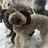 Cipher - F1bb, a female Goldendoodle for sale in West Haven, CT – Photo 1 of 8