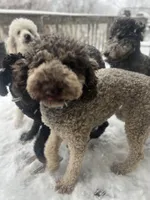 Cipher - F1bb, a female Goldendoodle for sale in West Haven, CT – Photo 1 of 8