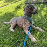 Cipher - F1bb, a female Goldendoodle for sale in West Haven, CT – Photo 5 of 8